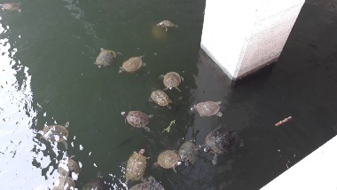 Green Turtle Bay Marina